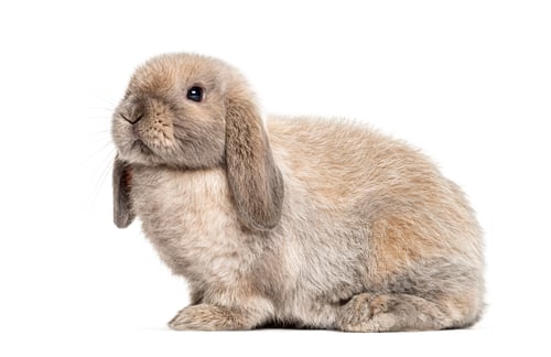 Preview: Mini lop rabbit, isolated on white
