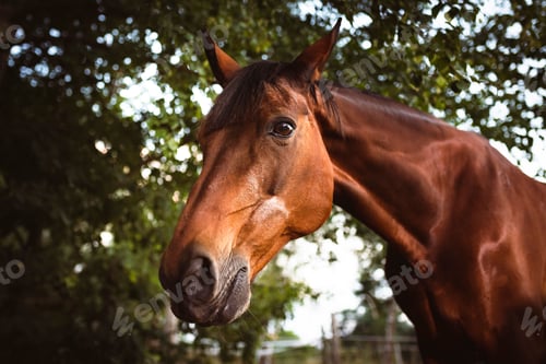 Preview: Beautiful closeup of a horse face in the field