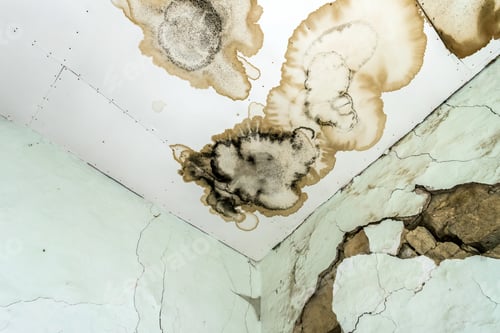 Preview: Mold fungus on ceiling and wall