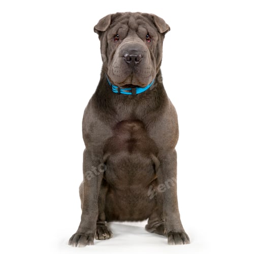 Preview: Sharpei