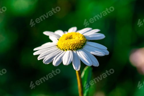 Preview: Selective focus shot of a chamomile flower plant