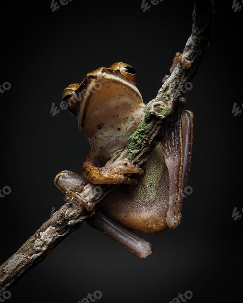 Tree Frog Clinging to a Branch in Dark Light