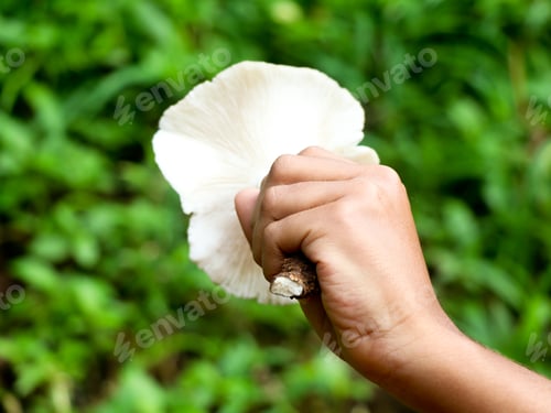 Preview: Hand of a boy holding uncultivated eatable mushroom
