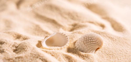 Preview: Yellow clean sand with shells