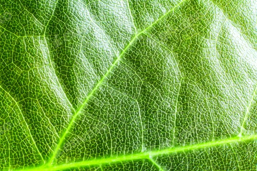 Preview: green leaf