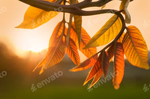Preview: Young walnuts on the tree at sunset. Tree of walnuts. Green leaves blurred background.