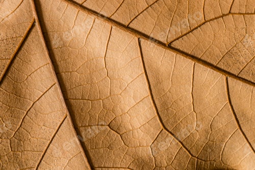 Preview: Close up of a tree dead leaf