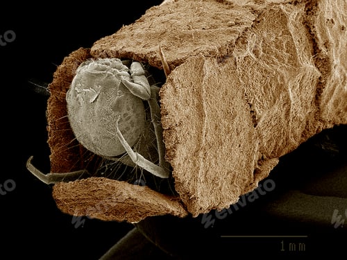 Preview: Caddisfly larva in case constructed from leaf bits SEM