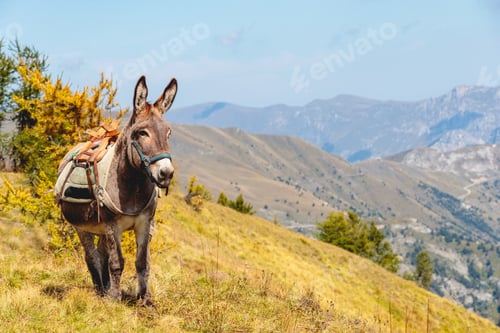 Preview: Beautiful shot of a cute donkey standing in the mountains of Mercantour national park in France