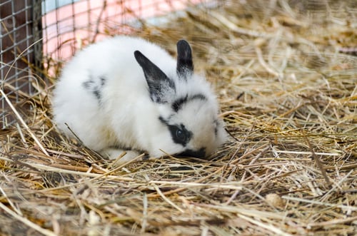 Preview: Fluffy rabbit resting on straw in enclosure
