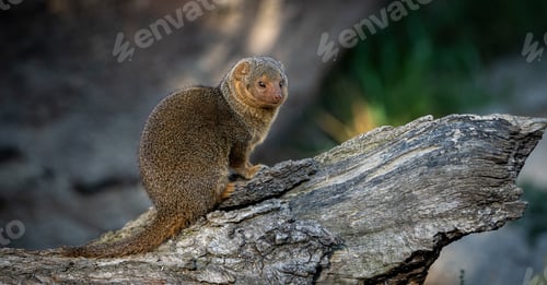 Preview: Closeup shot of a dwarf mongoose on a tree branch