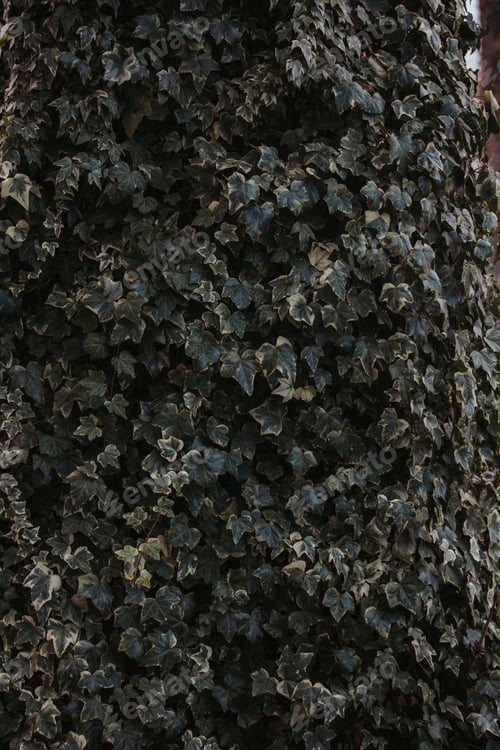 Preview: Vertical shot of evergreen climbing heart-shaped ivy leaves