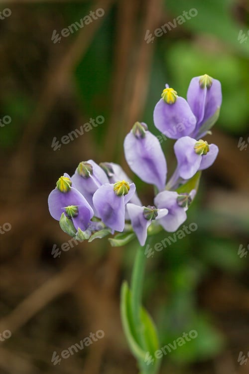 Preview: Burmannia disticha is a biennial plant in nature.