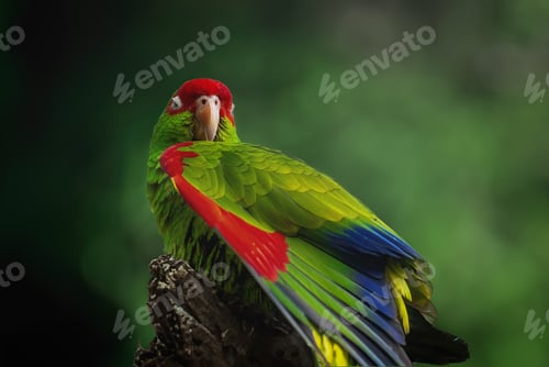 Preview: Red-spectacled Amazon Parrot wing (Amazona pretrei)