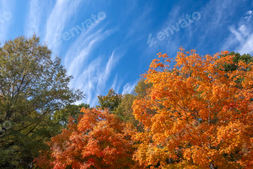 Preview: Beautiful autumn landscape in Tennessee mountain forest