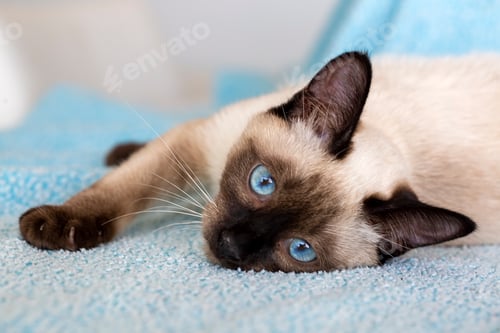 Preview: Cute kitten siamese cat indoor