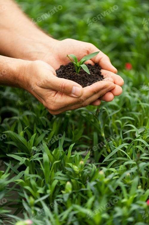Preview: New green life. Close-up of male hands holding green plant