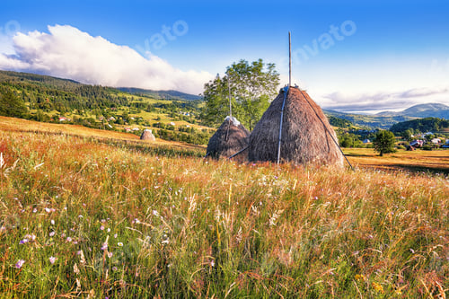 Preview: romanian village Rogojel with forested hills and haystacks on a grassy rural field in mountains