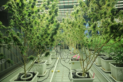 Preview: Cannabis leaves. Growing Medical marijuana cultivation. Alternative herbal medicine, Cannabis farm