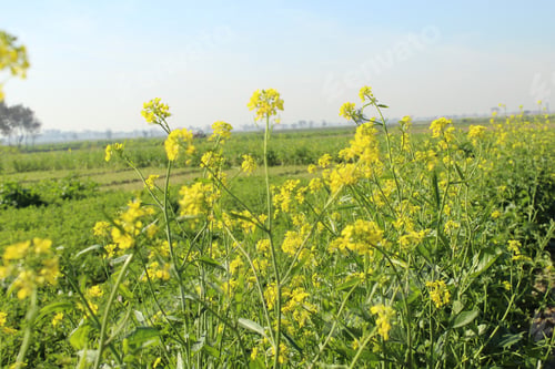 Preview: Sarson Flowers in the meadow with a blue sky