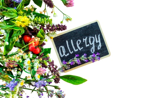 Preview: Various medicinal herbs on a white background. Selective focus.