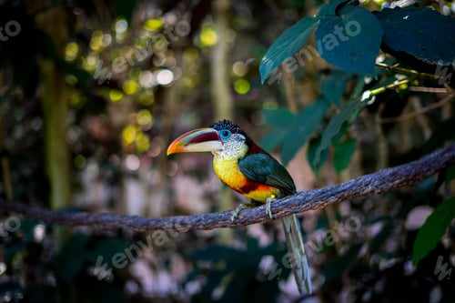 Preview: Closeup of a Curl-crested Aracari bird perched on a tree branch