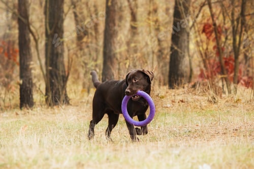 Preview: Labrador Retriever Dog breed on the field. Dog running on the green grass. Active dog outdoor.