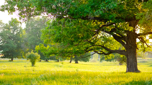 Preview: Mighty oak tree. Sunset in the evening. The concept of wisdom and longevity
