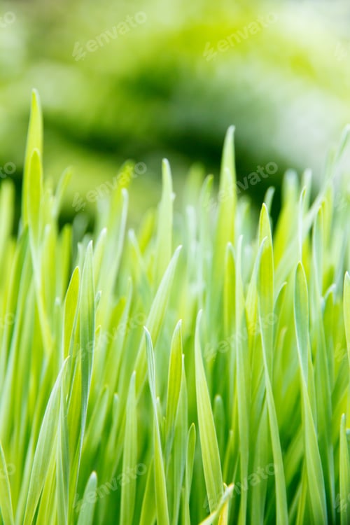 Preview: fresh spring green grass