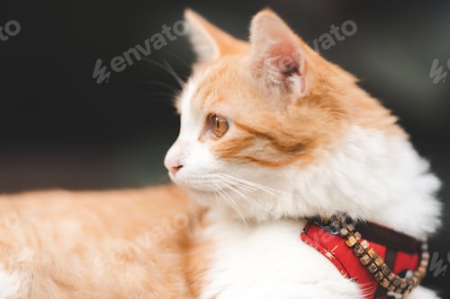 Preview: Cat sitting on wooden plank with bell in her neck looking away