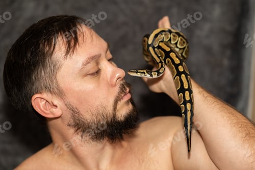 Preview: Portrait of caucasian man with Python regius snake on gray background. Selective focus