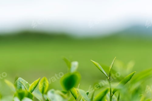 Preview: Green tea tree leaves field plant in camellia sinensis organic farm. Close up Tree tea plantations