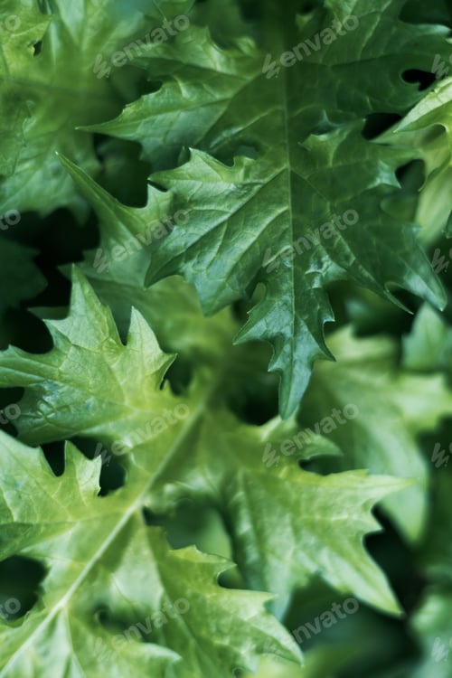 Preview: Beautiful green shrub in the morning light. Natural background. Soft focus.