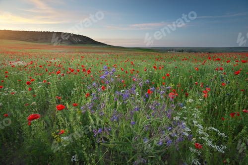 Preview: Spring medoaw of flowers at sunset.
