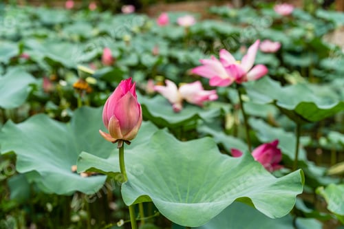 Preview: Nelumbo nucifera