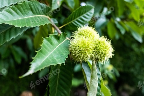 Preview: Chestnuts maturing during the summer to be harvested in the fall.