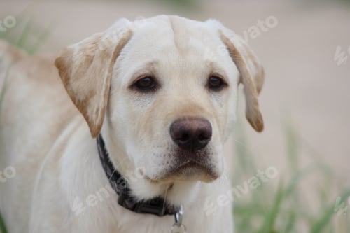 Preview: Young Labrador