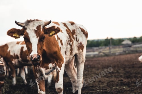 Preview: Cows on the form. Milk, meat production. Household animals.