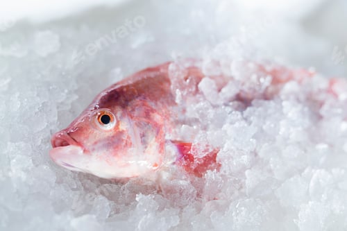 Preview: Close-up of fish on ice in market