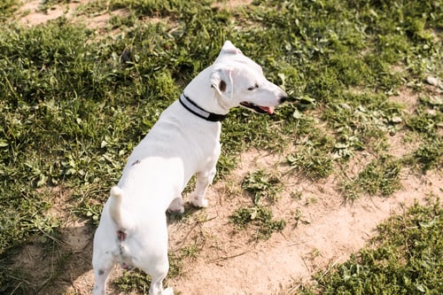 Preview: Dog walks in nature, jack russell terrier stands on green grass and looks to the side, top view