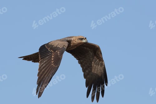 Preview: Black kite (Milvus migrans)