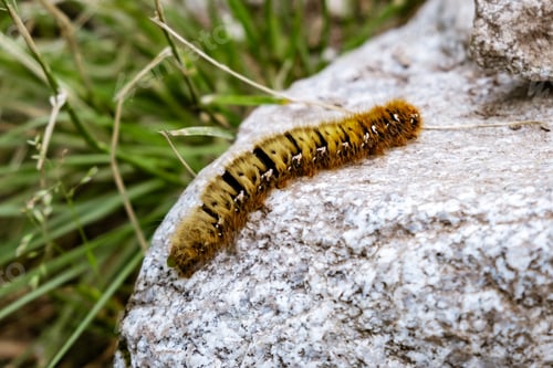 Preview: Caterpillar on a stone in natural environment. Climate change concept