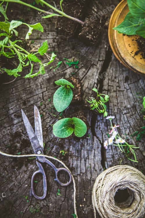 Preview: Garden