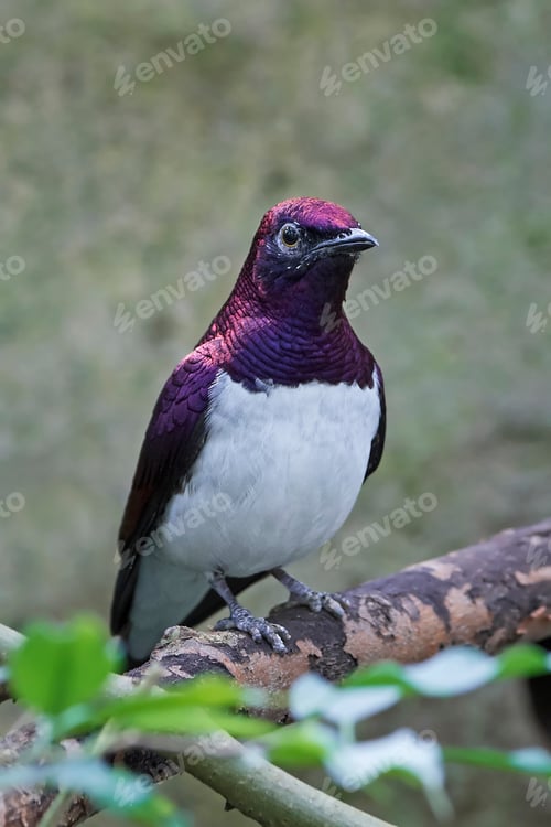 Preview: Violet-backed starling (Cinnyricinclus leucogaster)
