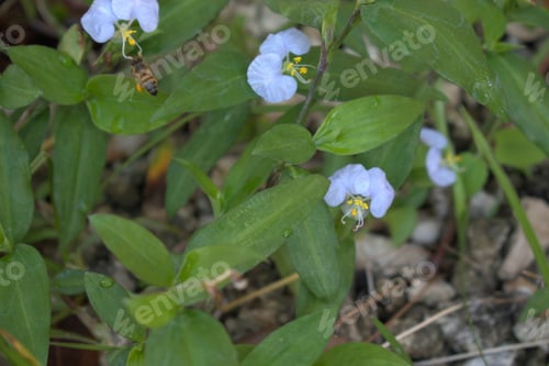Preview: Closeup shot of white erect dayflowers blooming in a garden