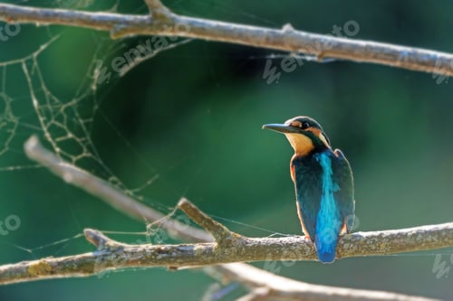 Preview: Kingfisher or Alcedo atthis perches on branch