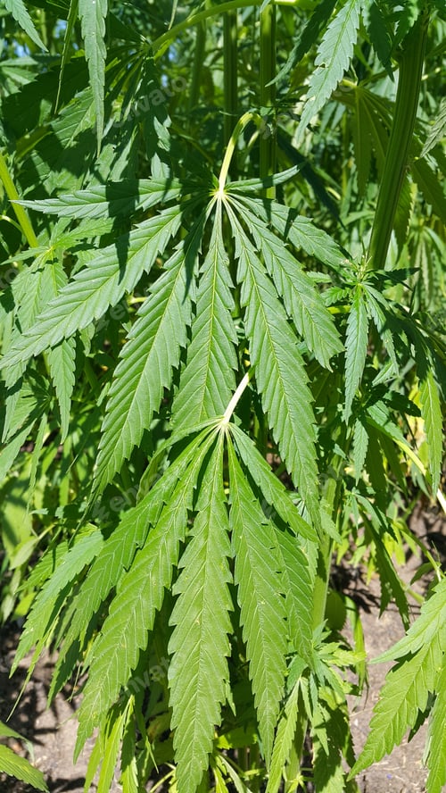 Preview: Green fresh foliage of cannabis plant (hemp, marijuana)