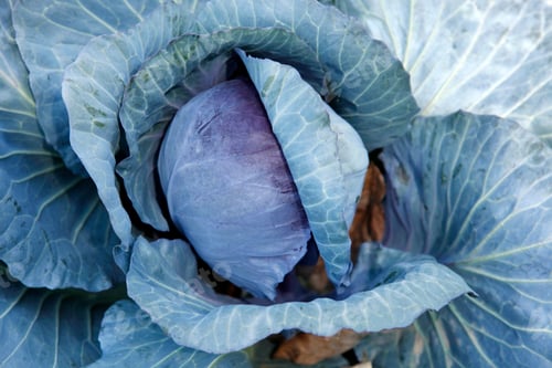 Preview: Close-up of Organic Cabbage Growing