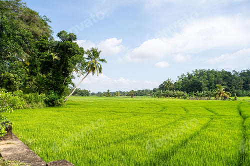 Preview: Green Lush Rice fields in the countryside of Sri Lanka