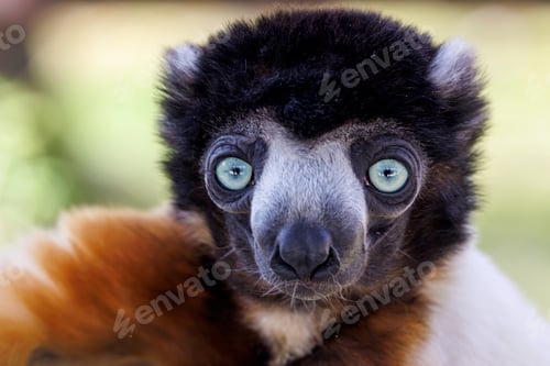 Preview: A Crowned sifaka (Propithecus coronatus)
